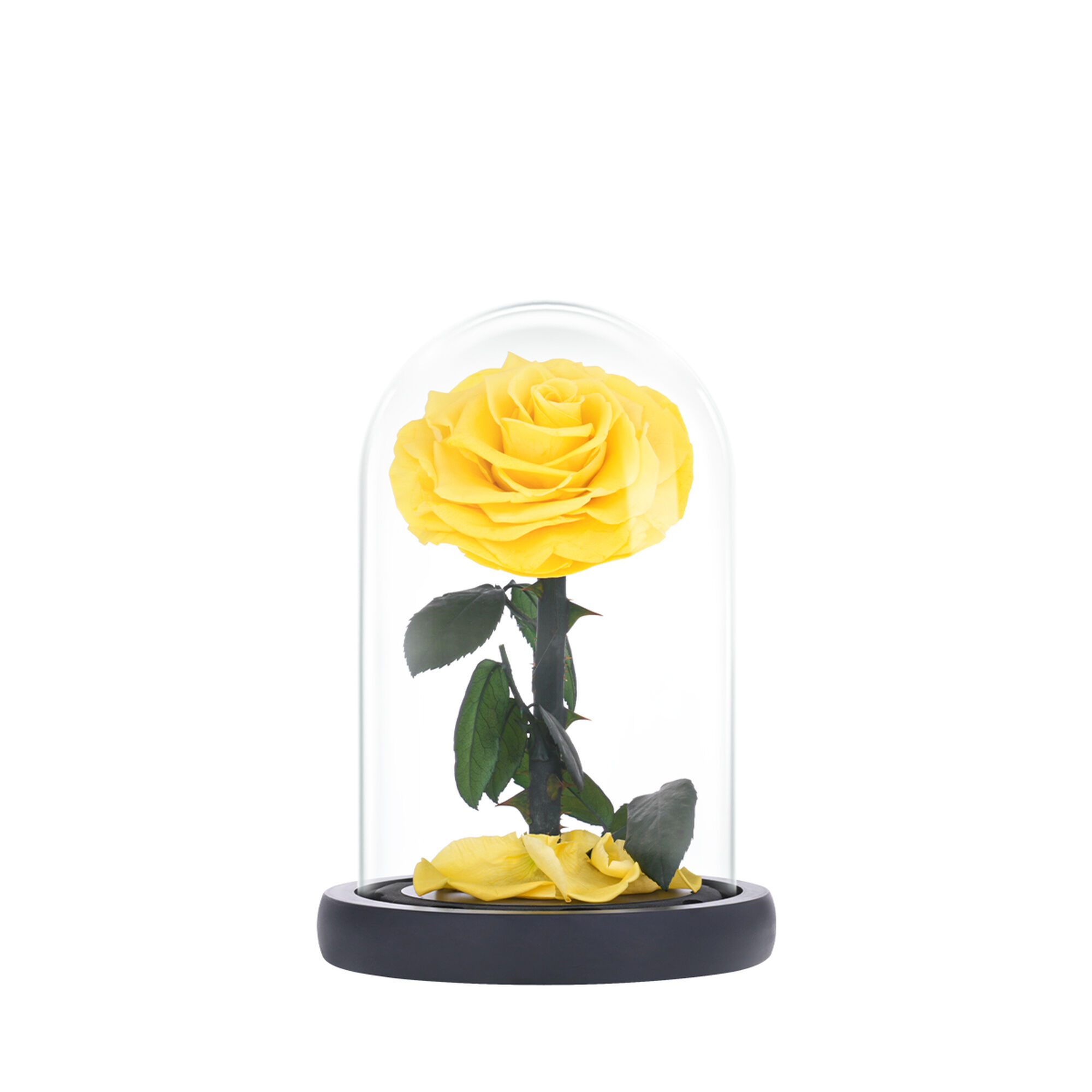 Small yellow everlasting natural roses