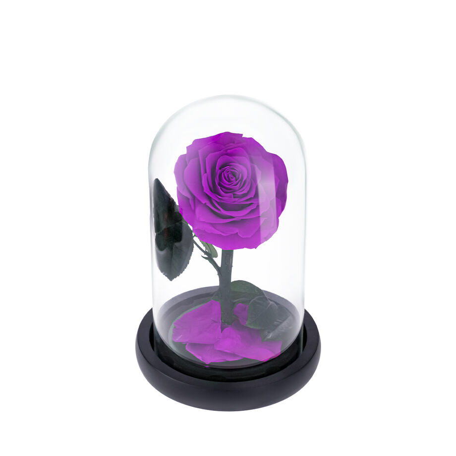 Small purple everlasting natural rose