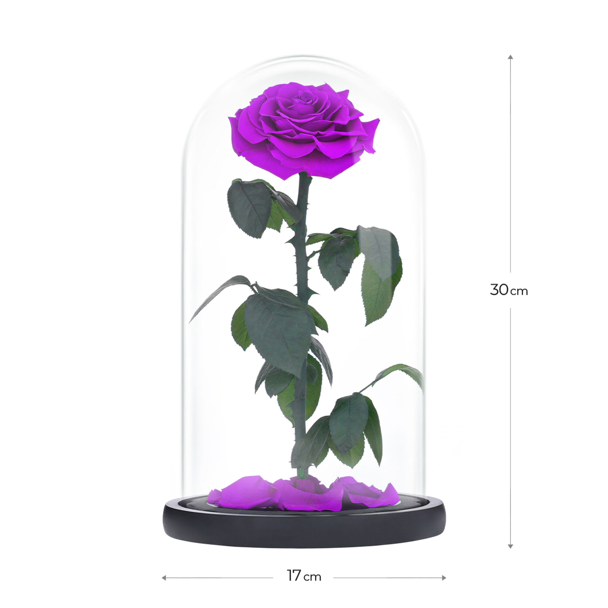 Large purple everlasting natural roses