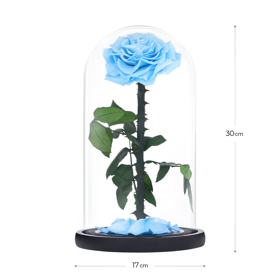 Large blue everlasting natural roses
