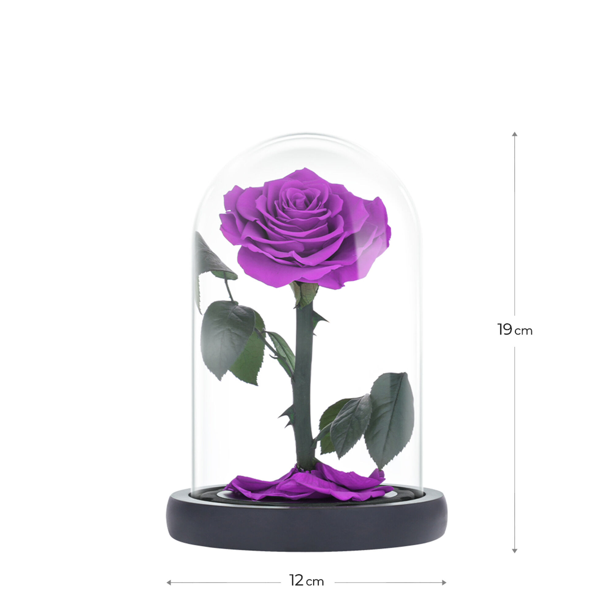 Small purple everlasting natural rose