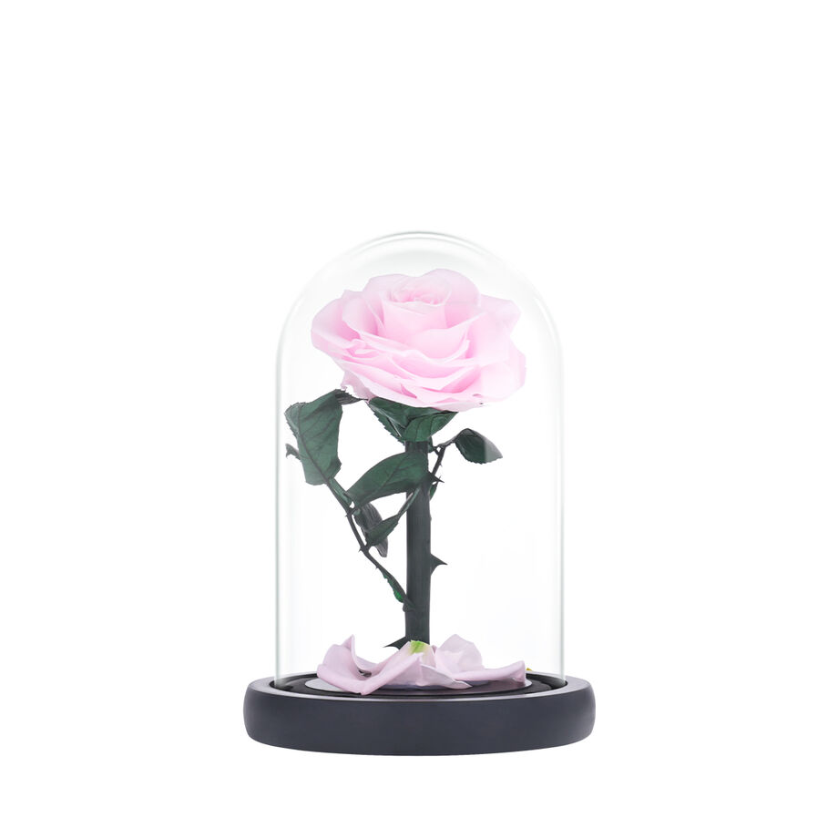 Small pink everlasting natural rose